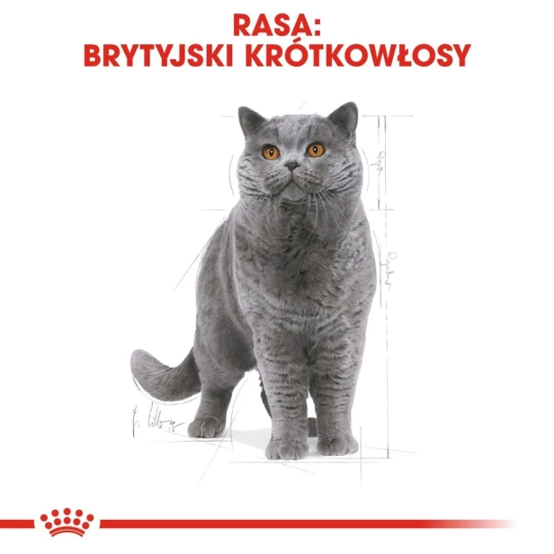 ROYAL CANIN BRITISH SHORTHAIR ADULT 12X85G